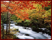 十和田湖の近くにある奥入瀬渓流はともて自然が綺麗で、紅葉の時期には赤やオレンジ黄色に染めた葉がとても綺麗です。
一度拝見してみてください。

観光時期10月中旬〜10月下旬